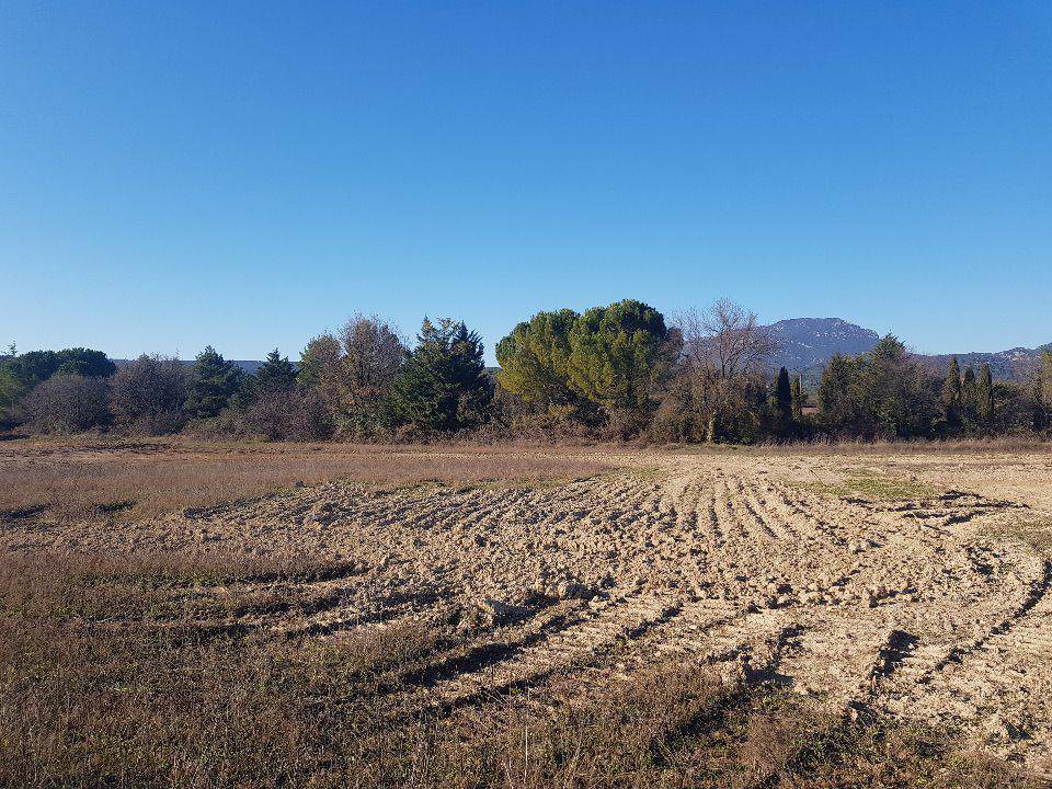 Terrain seul à Le Triadou en Hérault (34) de 500 m² à vendre au prix de 239000€ - 2