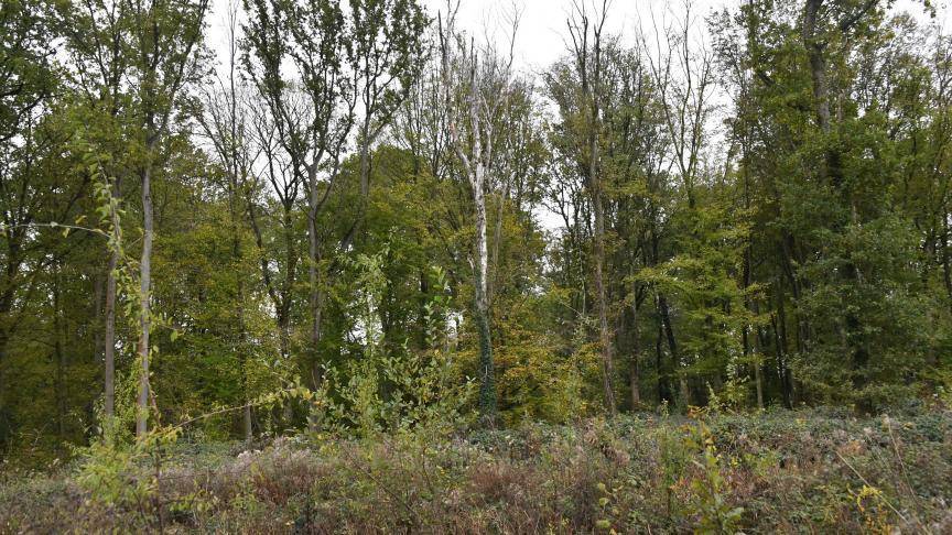 Terrain seul à Commensacq en Landes (40) de 1100 m² à vendre au prix de 80000€