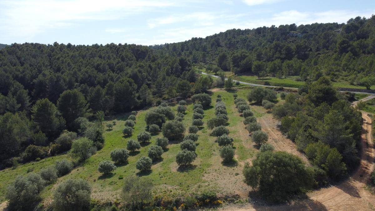 Terrain seul à Montouliers en Hérault (34) de 6530 m² à vendre au prix de 32000€ - 3