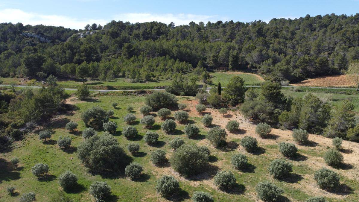 Terrain seul à Montouliers en Hérault (34) de 6530 m² à vendre au prix de 32000€ - 2