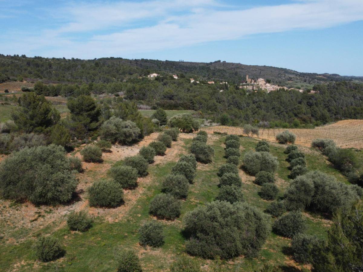 Terrain seul à Montouliers en Hérault (34) de 6530 m² à vendre au prix de 32000€ - 1